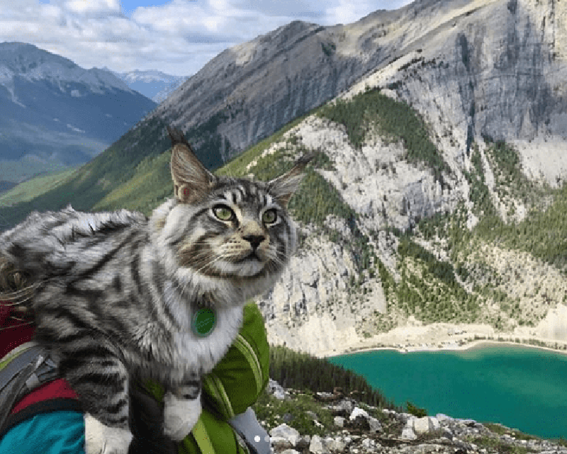 Кот путешественник Бодхи 