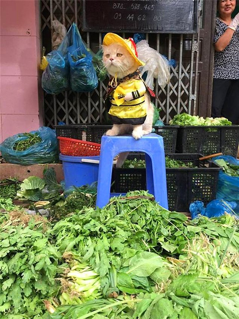 Забавный кот с вьетнамского рынка