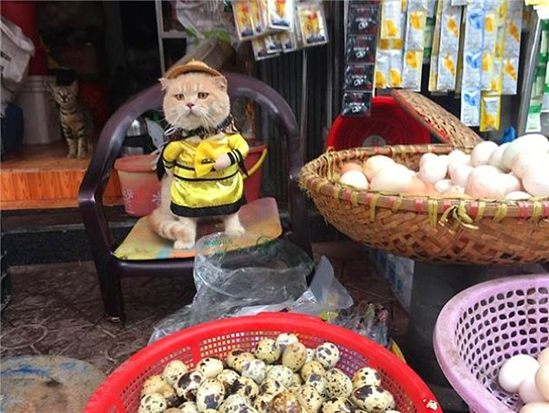 Забавный кот с вьетнамского рынка