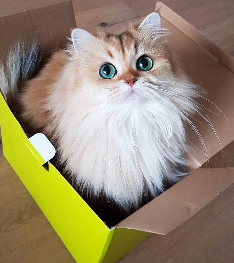 Зеленоглазая кошка Смузи