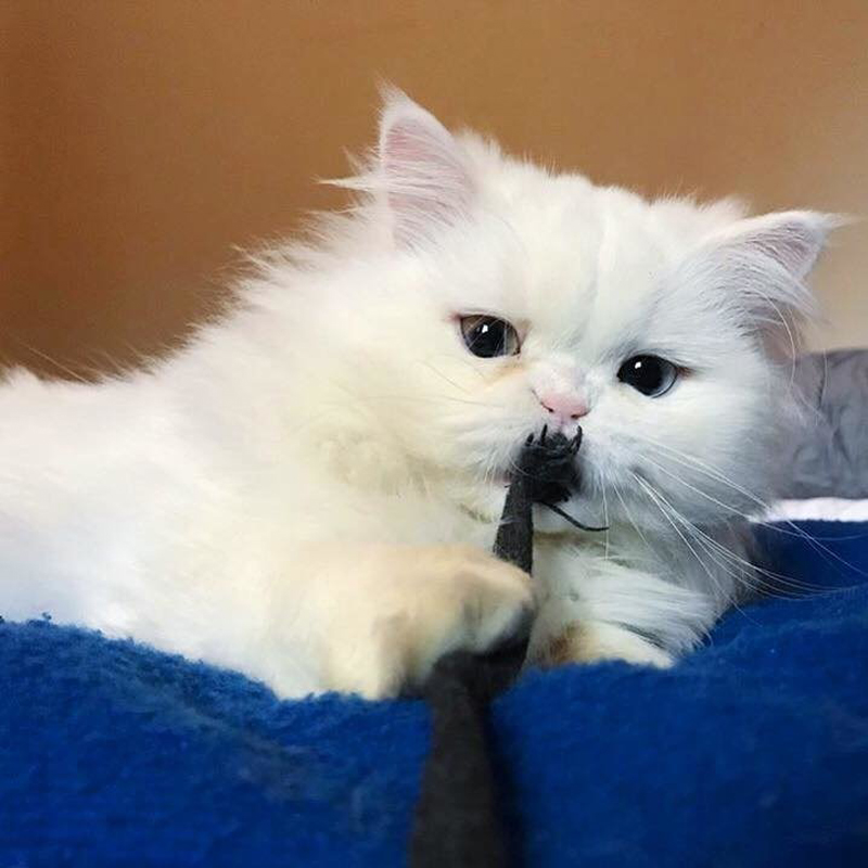 кошка белоснежка