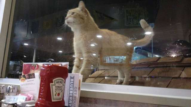Рыжий кот Деннс из закусочной имени кота Деннса