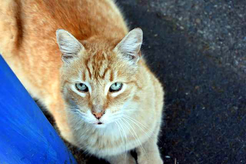 Рыжий кот Деннс из закусочной имени кота Деннса