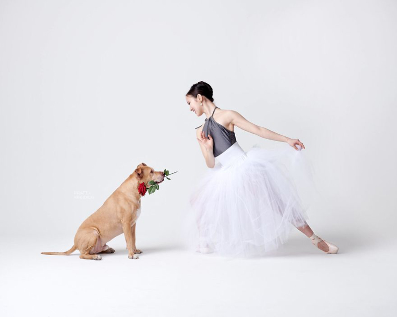 DANCERS & DOGS 