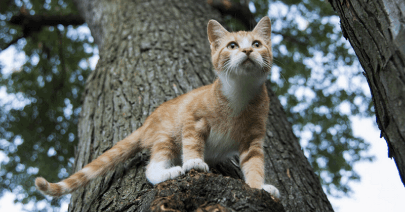 Застрявший на дереве кот