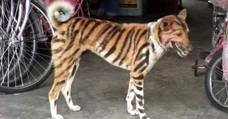 Собака с тигриными полосками