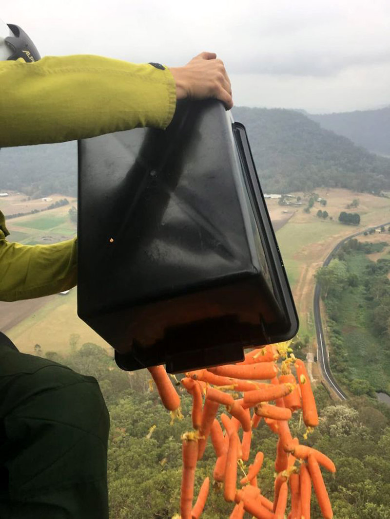 Морковь вручную сбрасывается на территорию выжженного леса