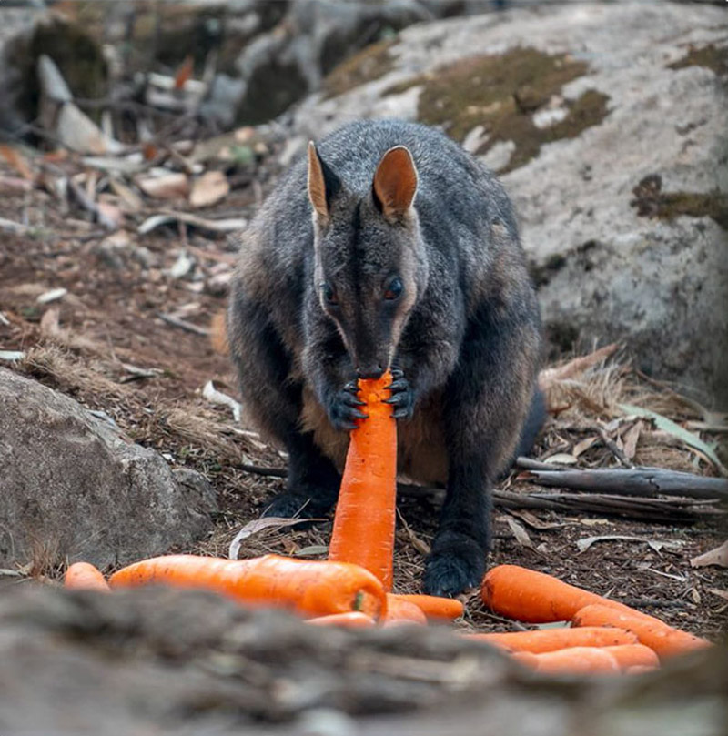 Голодающий валлаби ест морковь