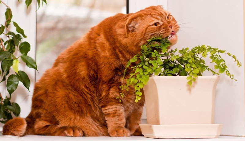 Что делать, если кот съел опасное растение
