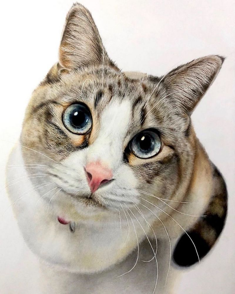Реалистичные портреты кошек от японского художника Харуки Кужи