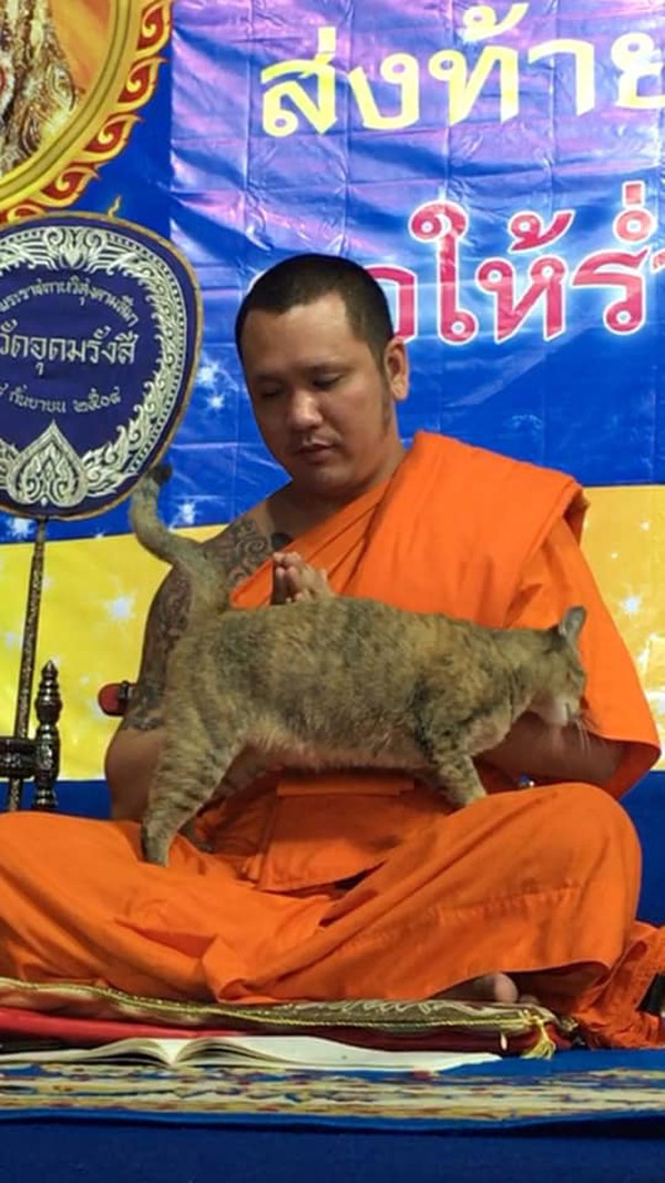 Буддистский монах и кот