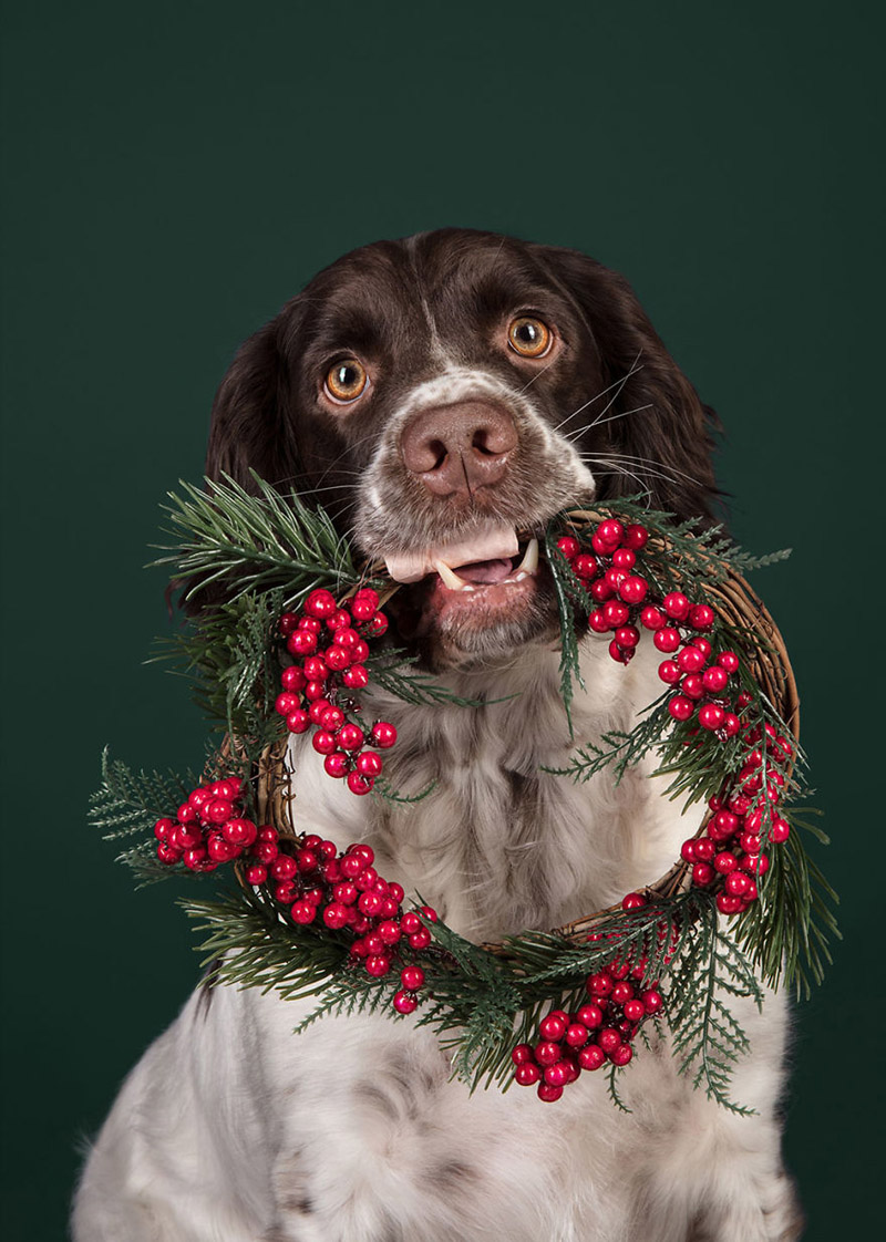Рождественские фотографии собак от Рианнон Бакл