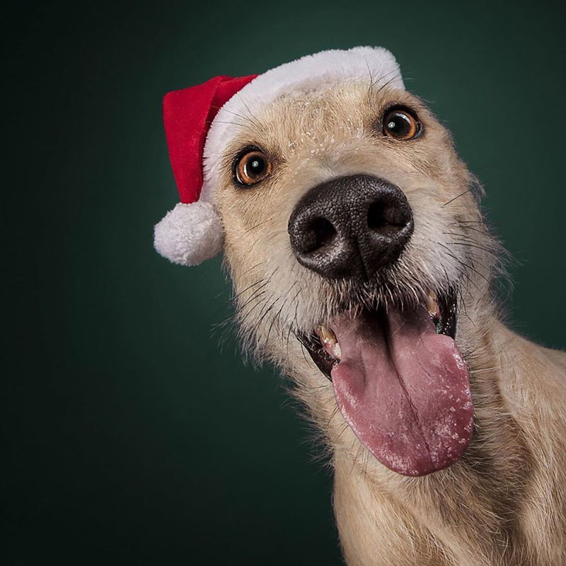 Рождественские фотографии собак от Рианнон Бакл