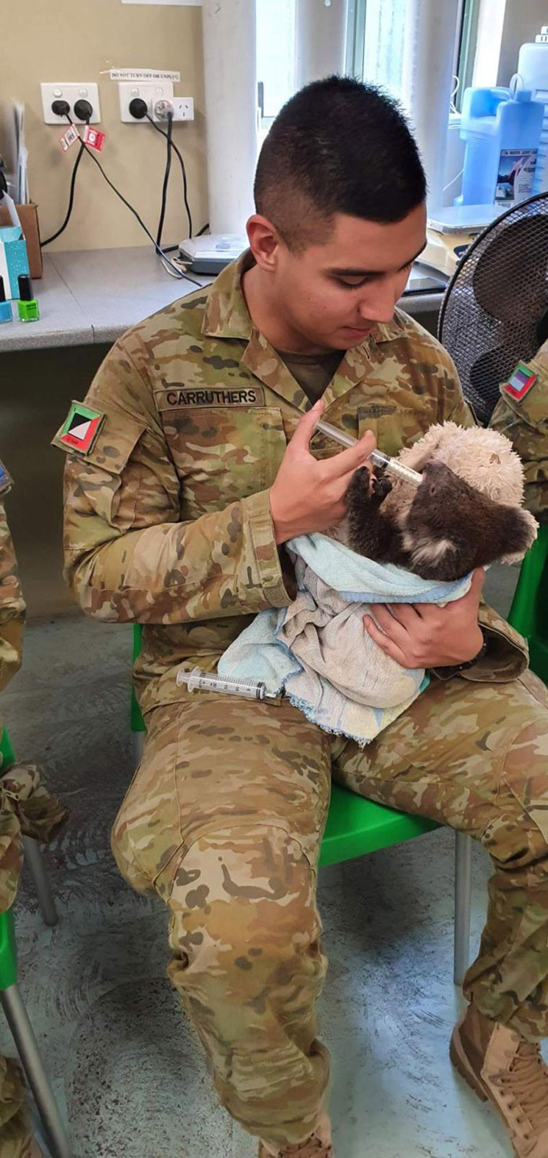 Солдаты помогают коалам