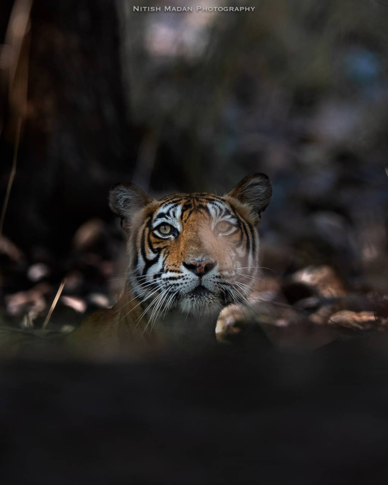 Фотографии бенгальских тигров от индийского фотографа Нитиша Мадана