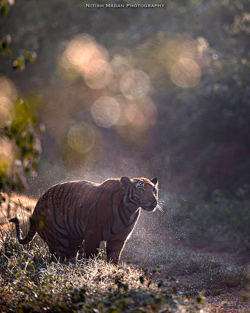 Фотографии бенгальских тигров от индийского фотографа Нитиша Мадана