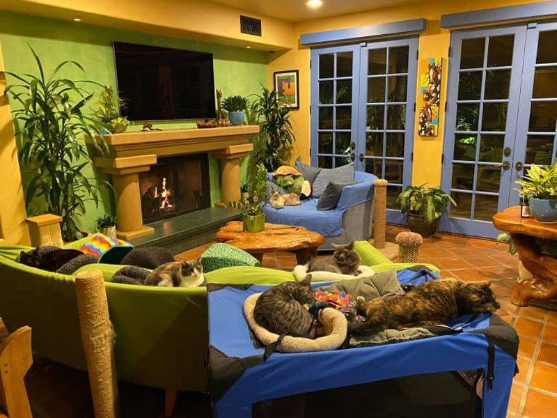 Идеальный дом для кошек Питера Коэна