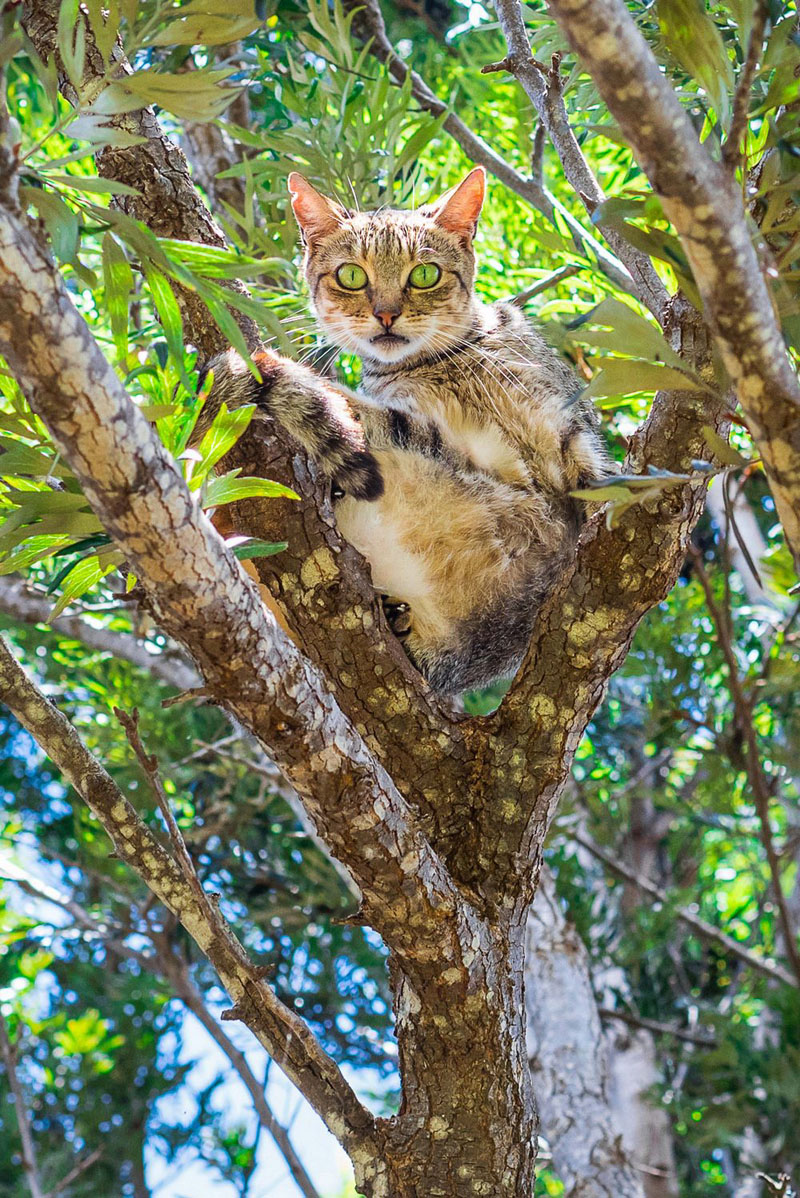 Кошки острова Ланаи