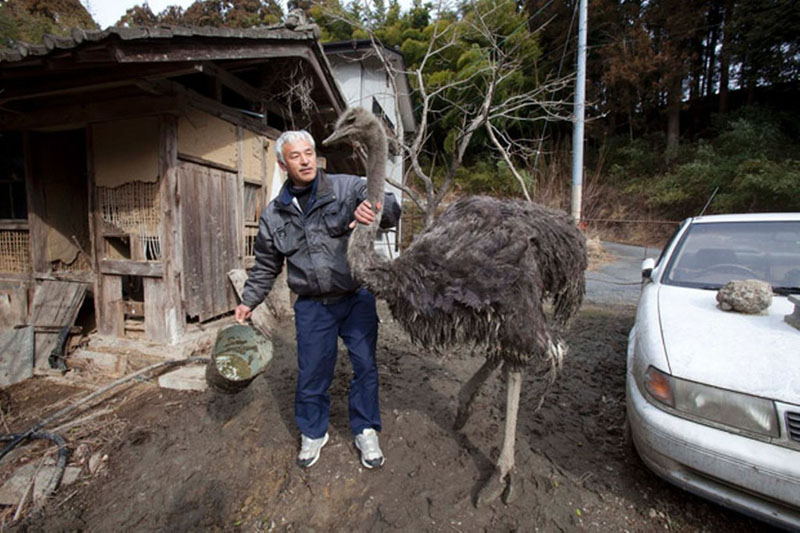 На попечении Наото Мацамура оказалась пара страусов