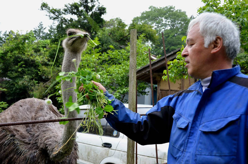 Наото Мацамура кормит страуса