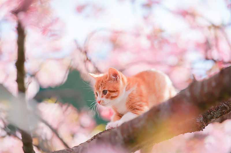 Котята и цветущая сакура 