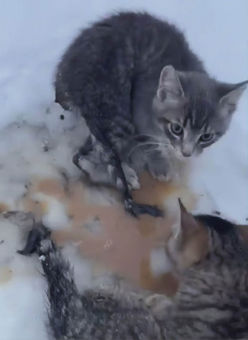 История спасения трех вмерзших в лед котят