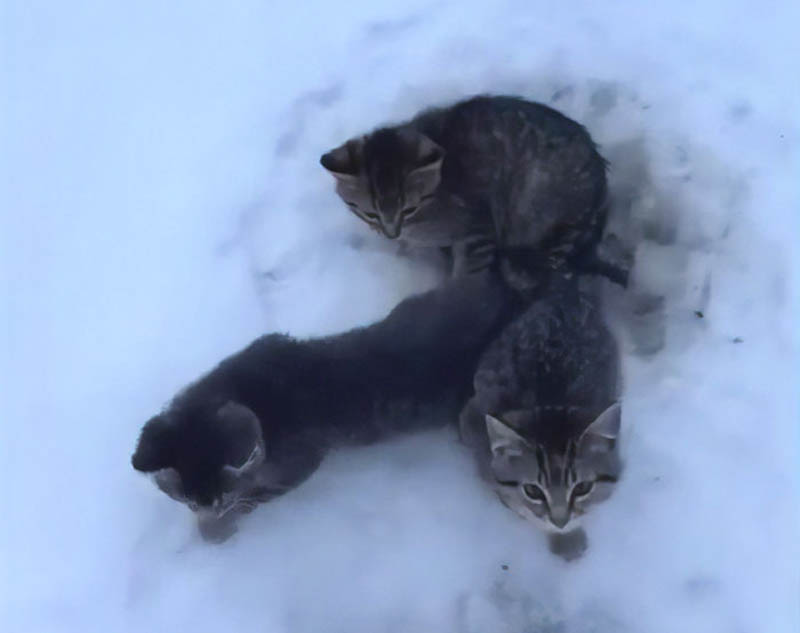 История спасения трех вмерзших в лед котят