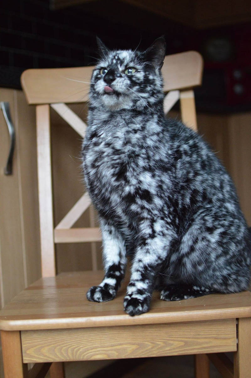 Кот Скраппи с уникальным лоскутным окрасом