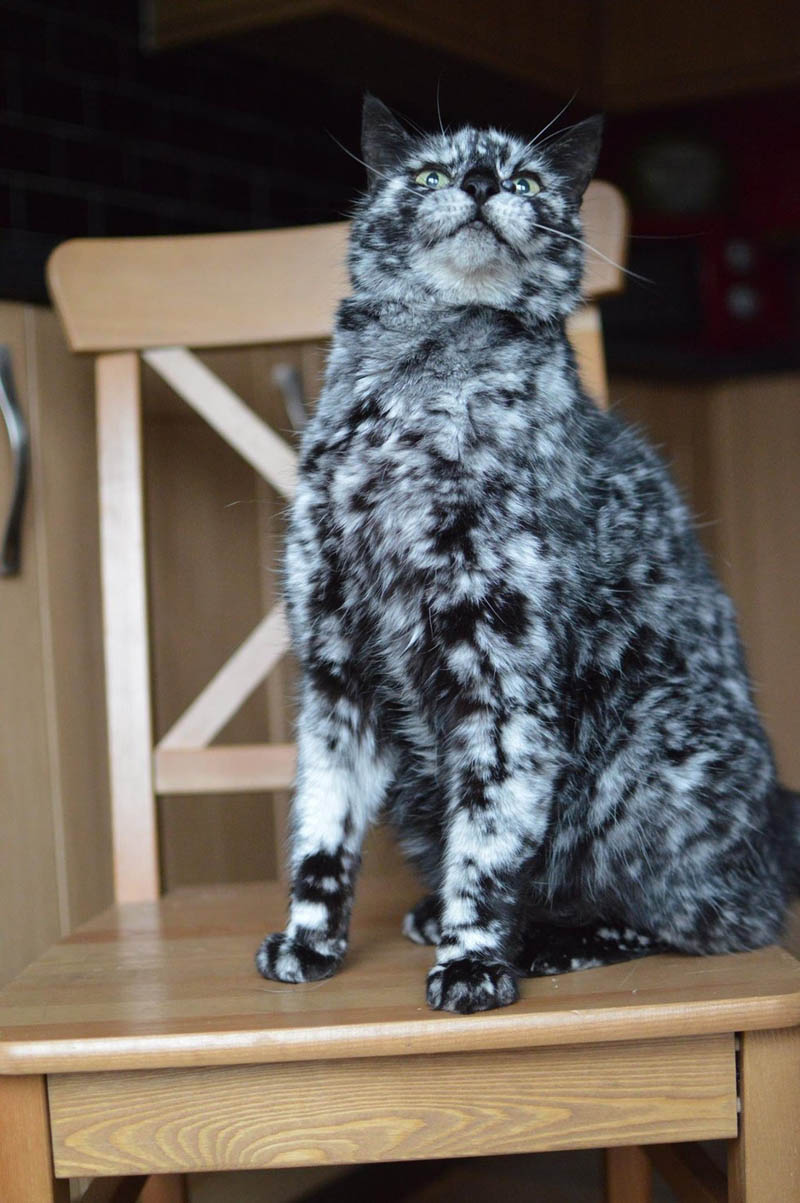 Кот Скраппи с уникальным лоскутным окрасом