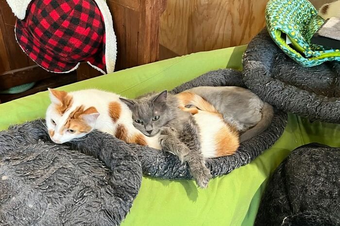 Комфортный дом для людей и кошек