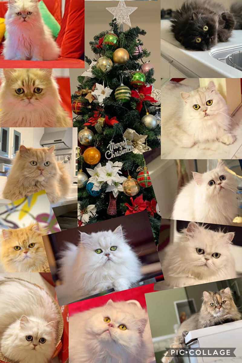12 пушистых персидских кошек японки Мишель