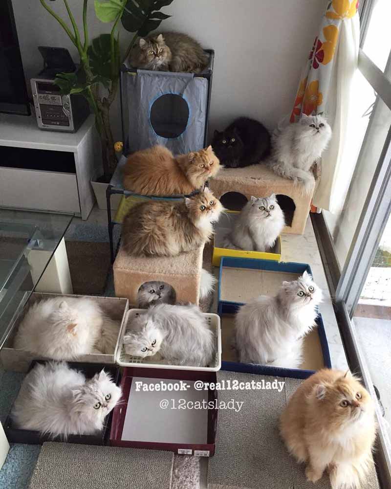 12 пушистых персидских кошек японки Мишель