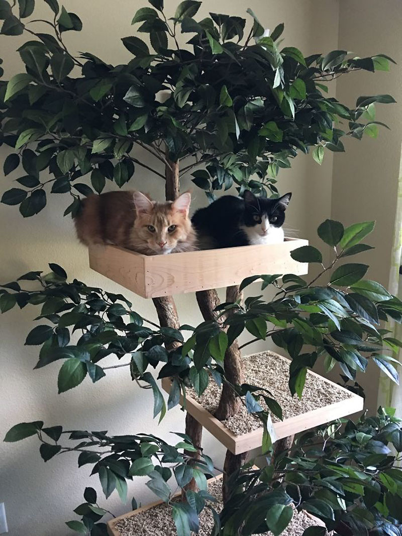 кошачьи деревья от Шелли и Джо ДельРокко
