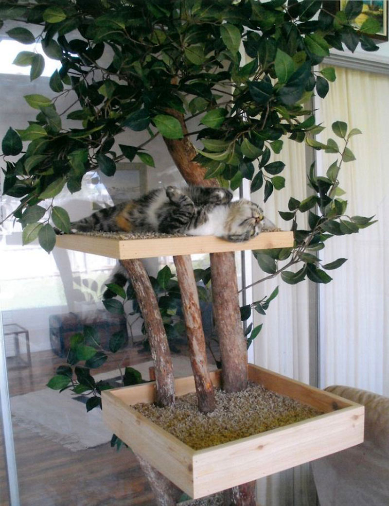 кошачьи деревья от Шелли и Джо ДельРокко