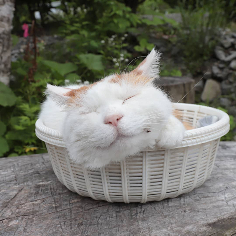 Самый ленивый в мире кот Широ