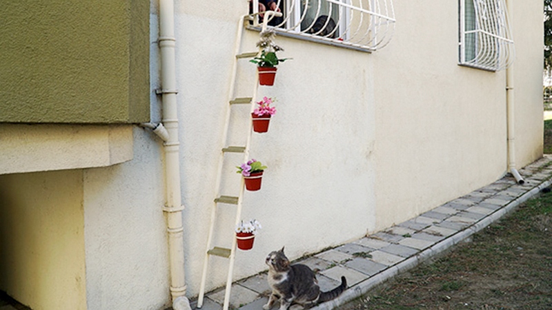 Лестница для кошек