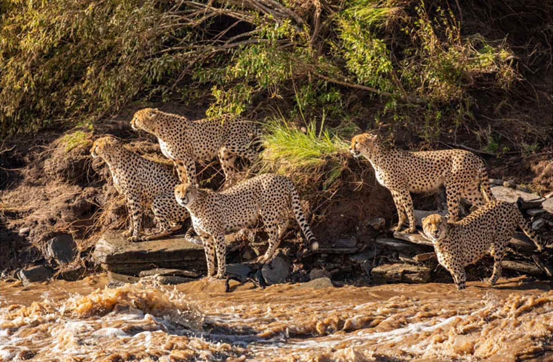 Потрясающие снимки плывущих гепардов