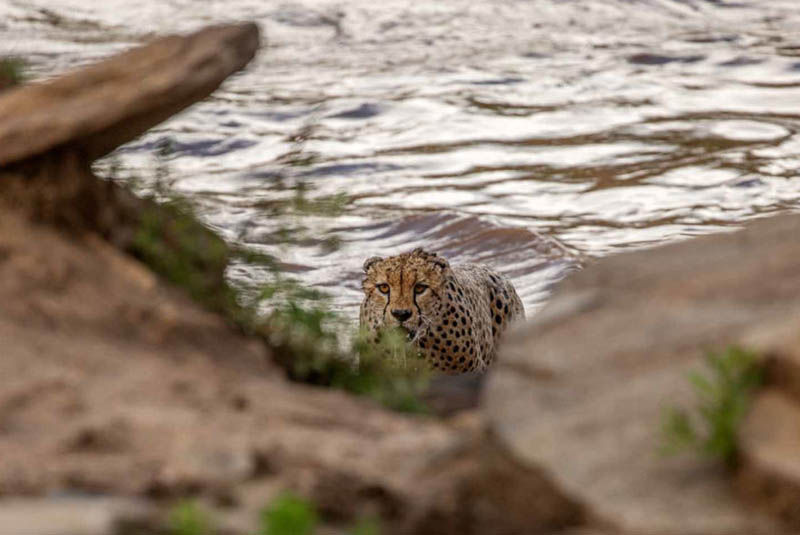 Потрясающие снимки плывущих гепардов