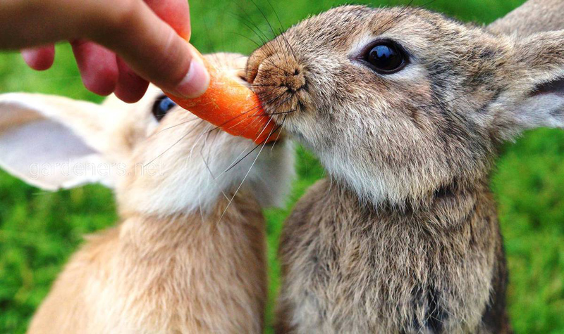 Еда для кролика
