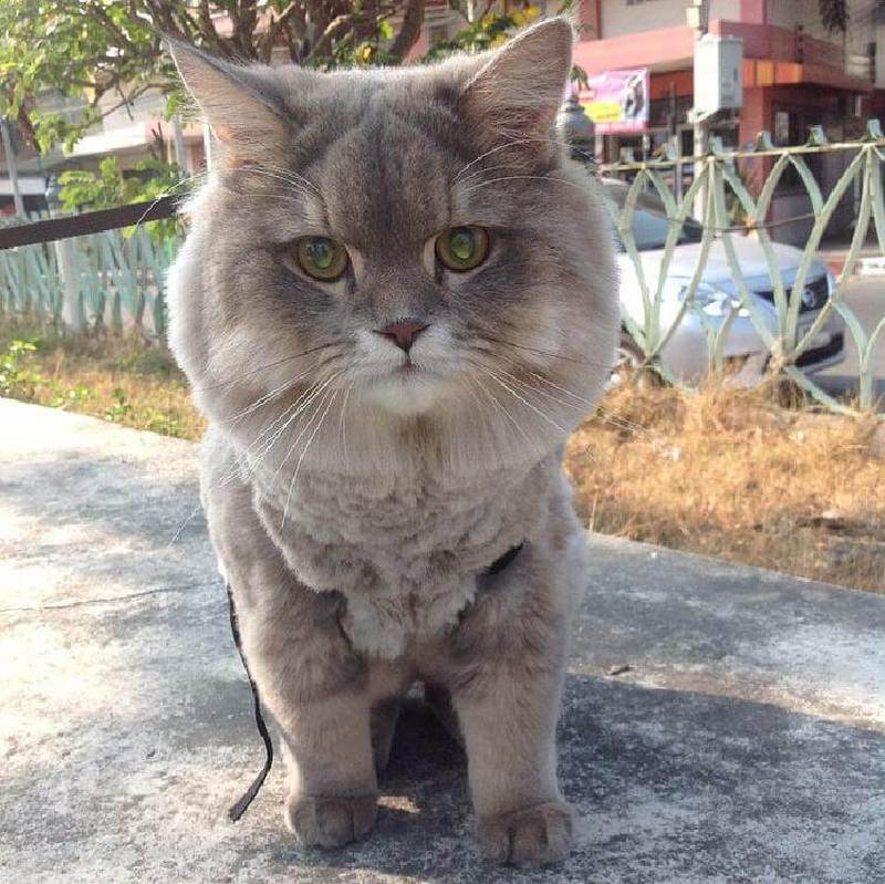Сверхпушистый котик Бон Бон