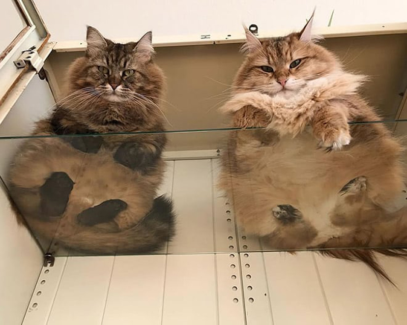 Кошка на стеклянной полочке