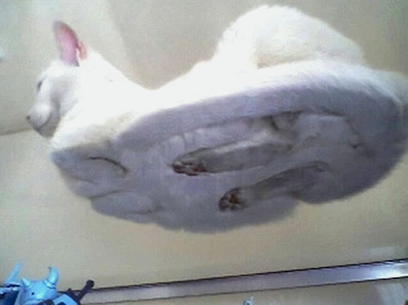Кошка на стеклянной полочке
