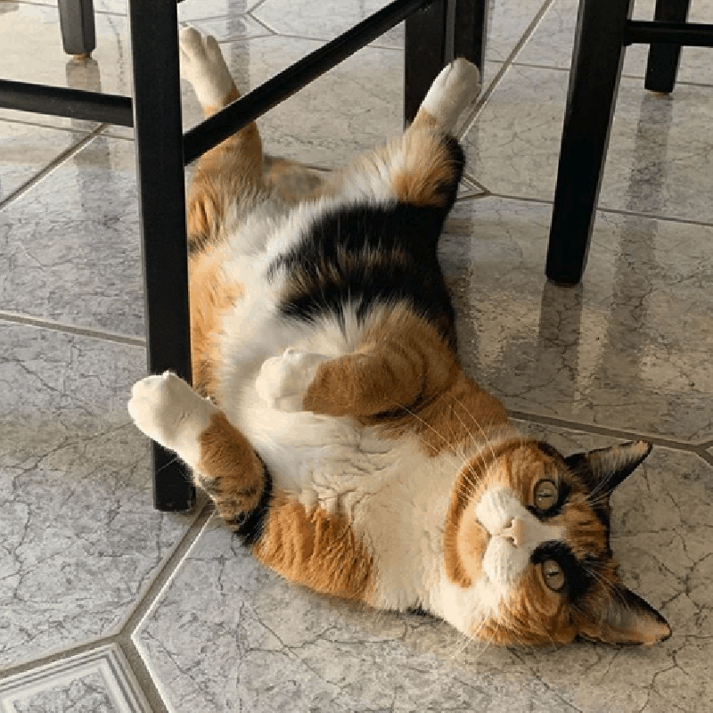 Лили — кошка с харизматичными бровями