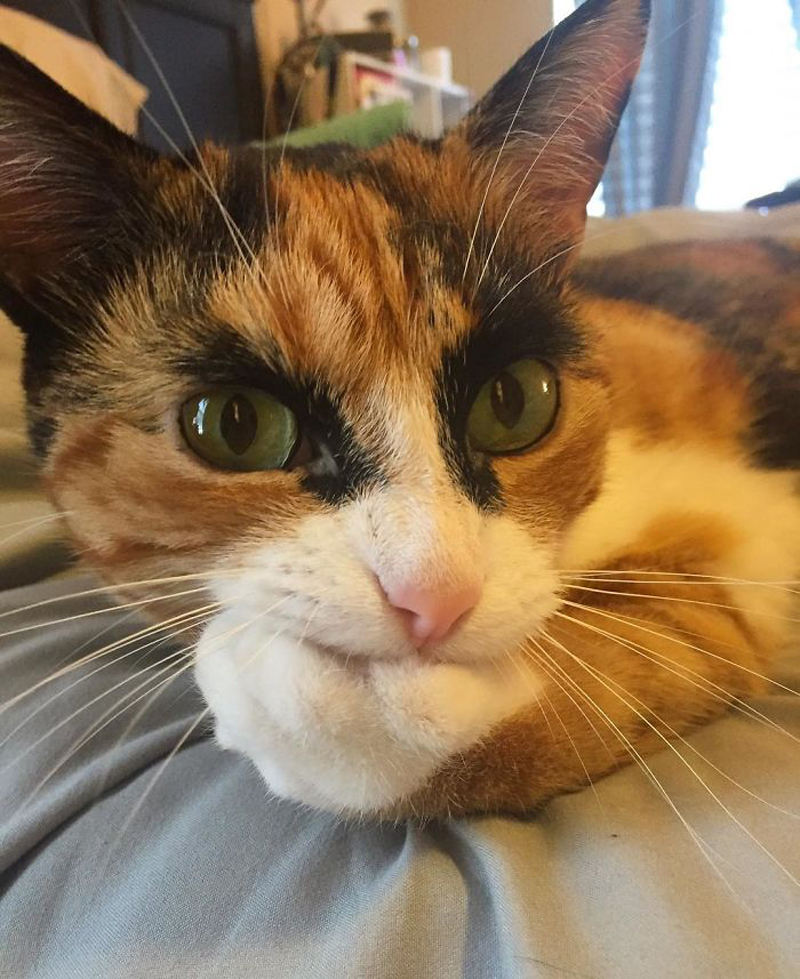 Лили — кошка с харизматичными бровями