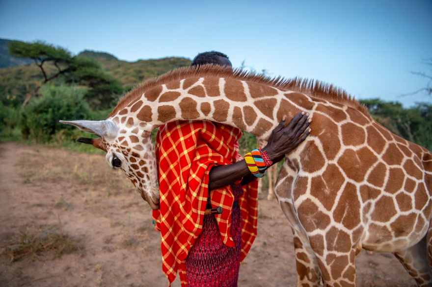 Народ самбуру на страже дикой природы Кении