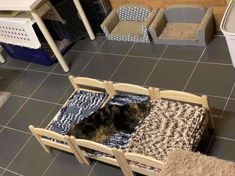 Три кошки и одна игрушечная кровать