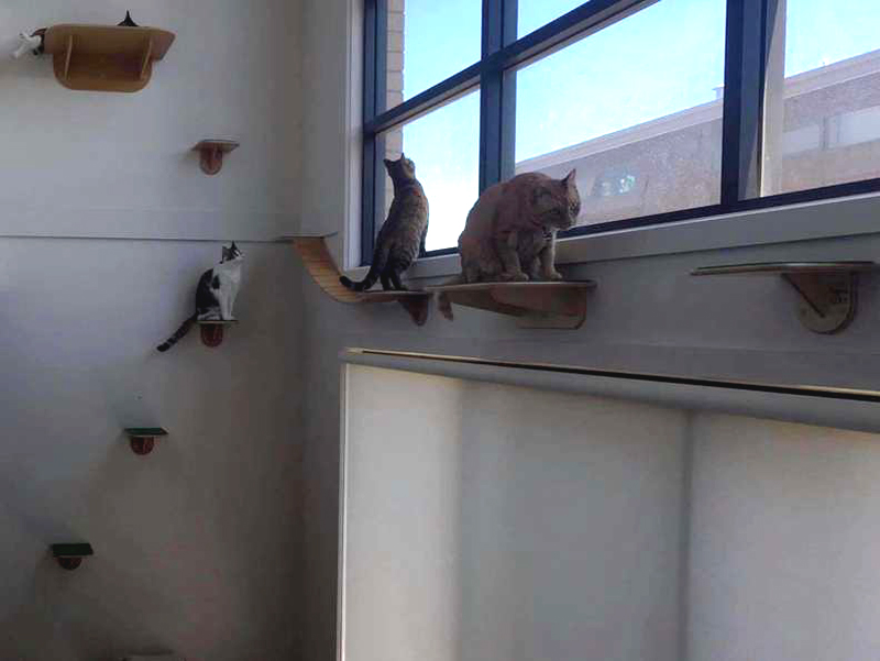 Австралийская семья превратила свой дом в игровую площадку для кошек