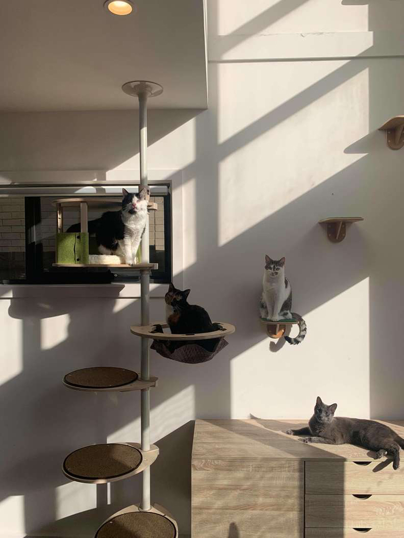 Австралийская семья превратила свой дом в игровую площадку для кошек