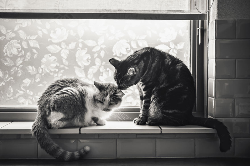 Кошки фотографа Фелисити Берклиф 