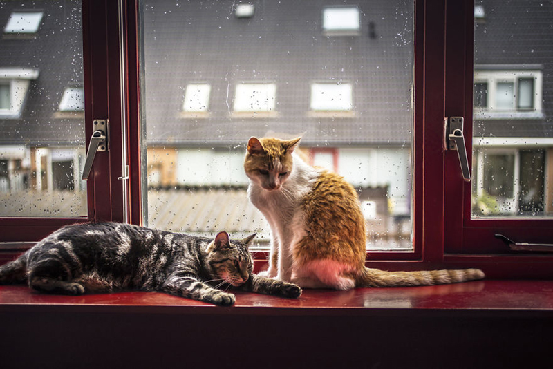 Кошки фотографа Фелисити Берклиф 